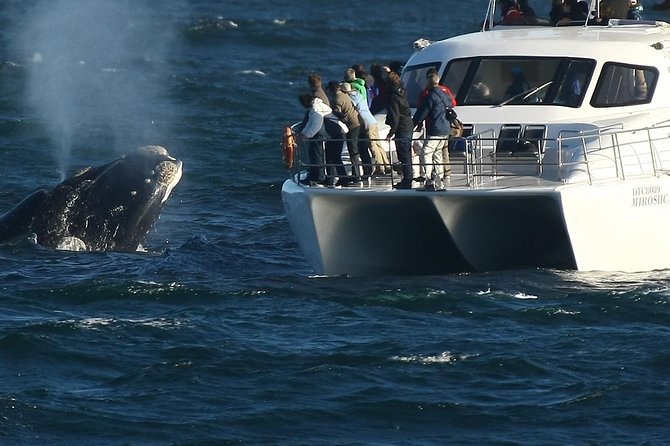 Boat Based Whale Watching from Hermanus - Quick hits on this Hermanus whale watching experience