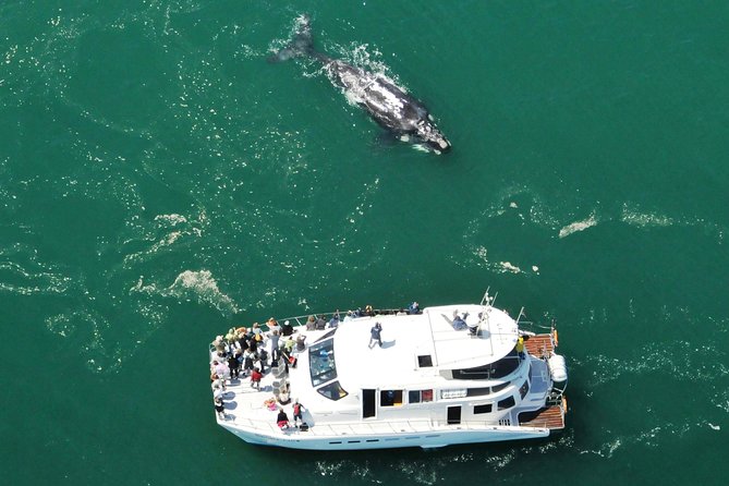 Boat Based Whale Watching from Hermanus - From Hermanus New Harbour to open water: how the trip runs