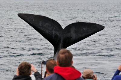 Boat Based Whale Watching from Hermanus - The morning briefing: how the guide helps you spot whales faster