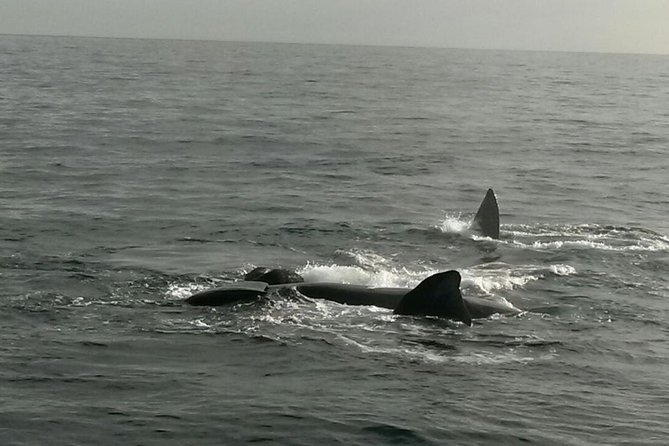 Boat Based Whale Watching from Hermanus - What you might see off Hermanus: whales, dolphins, and seals