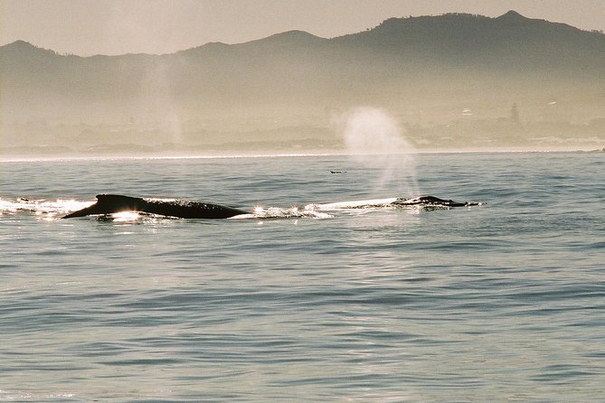 Boat Based Whale Watching from Hermanus - Price and value: what you’re paying for at $287.84 per person
