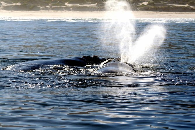 Boat Based Whale Watching from Hermanus - Private for your group: why that changes the vibe