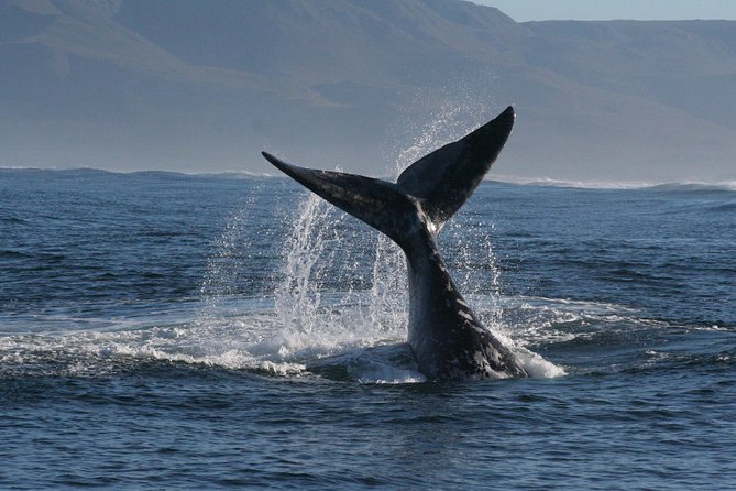 Boat Based Whale Watching from Hermanus - Practical tips to improve your odds on a whale watch