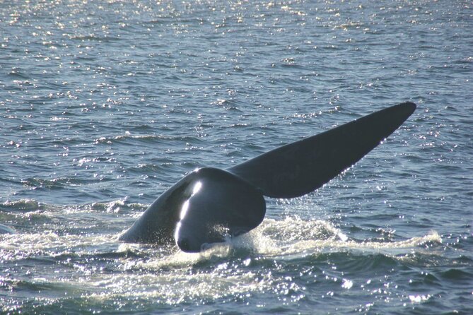 Boat Based Whale Watching from Hermanus - Weather matters: what happens if conditions aren’t right