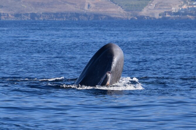 Bonadea II Ecological Whale Watching, 2 hours - Key points to know before you go