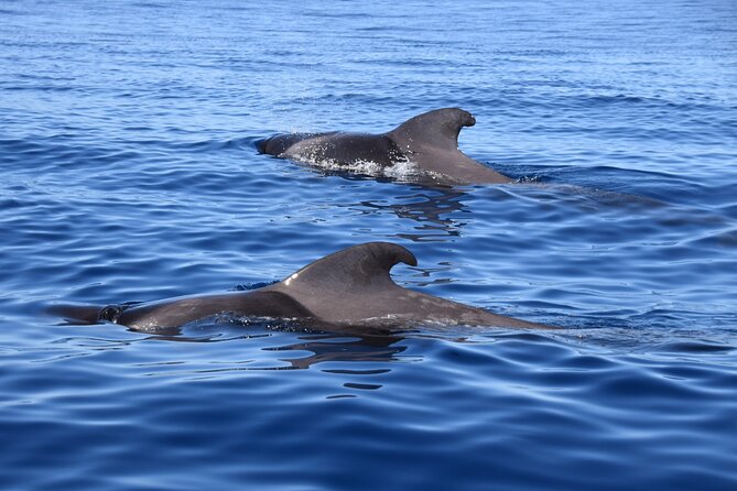 Bonadea II Ecological Whale Watching, 2 hours - Getting on Bonadea II: Costa Adeje to a 2-hour wildlife run