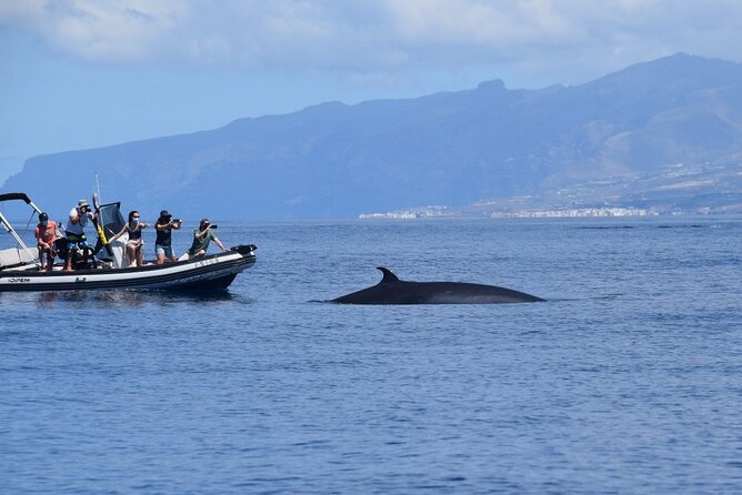 Bonadea II Ecological Whale Watching, 2 hours - Captain Sergio’s approach: quiet engines, safe distance, real respect