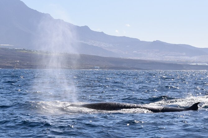 Bonadea II Ecological Whale Watching, 2 hours - What you might see in two hours: pilot whales, dolphins, turtles, seabirds