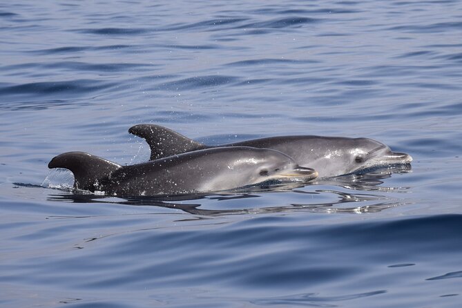 Bonadea II Ecological Whale Watching, 2 hours - Price and value: $78.64 for a max-6 eco boat