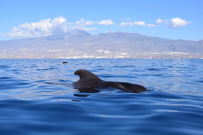 Bonadea II Ecological Whale Watching, 2 hours - Who should book Bonadea II, and who should think twice