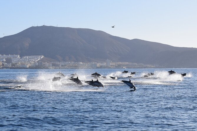 Bonadea II Ecological Whale Watching, 2 hours - Quick practical checklist for your Tenerife whale watch