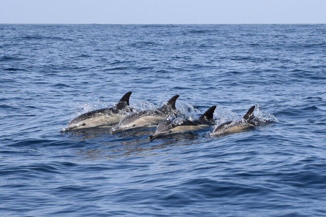 Bonadea II Ecological Whale Watching, 2 hours - Why the Blue Boat and ZEC rules matter in Tenerife waters