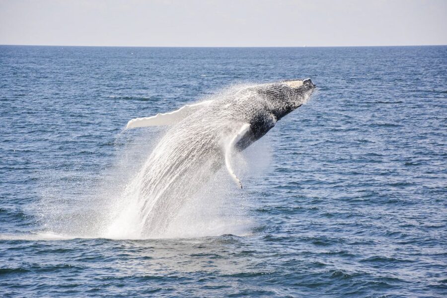 Boston: City Cruises Whale Watching Cruise - Weather, Choppy Water, and Motion-Sickness Reality Check