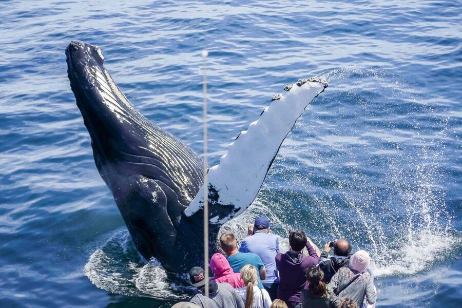 Boston: City Cruises Whale Watching Cruise - Where the Cruise Starts at Boston’s Long Wharf
