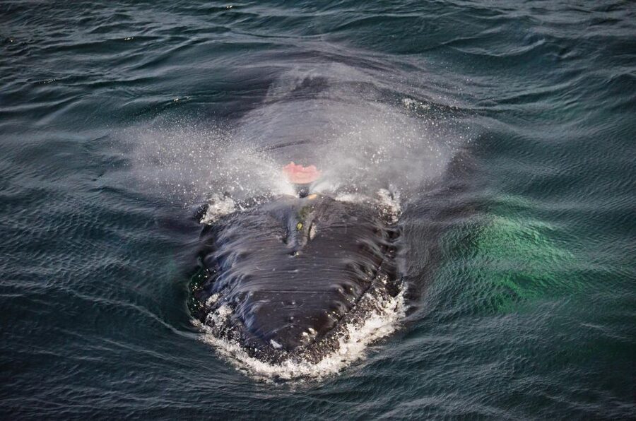 Boston: City Cruises Whale Watching Cruise - The Real Target: 1.5 Hours at Stellwagen Bank National Marine Sanctuary