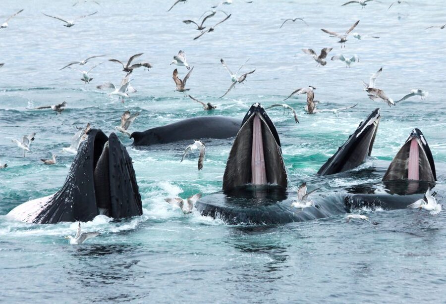 Boston: City Cruises Whale Watching Cruise - Species You Might See: Humpbacks, Fins, Minkes, and White-Sided Dolphins