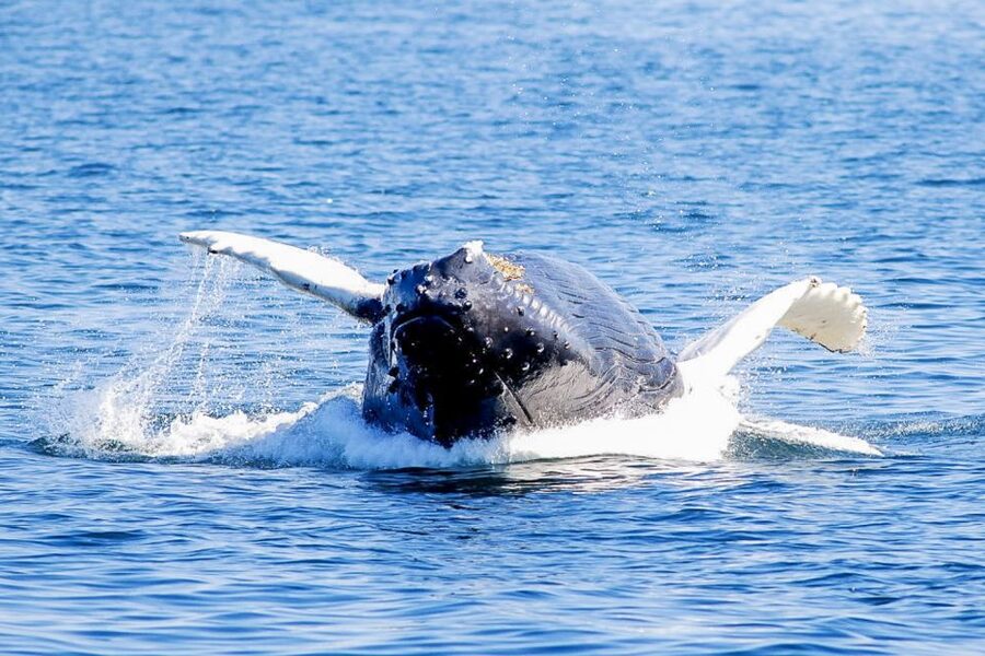 Boston: City Cruises Whale Watching Cruise - Snacks, Sound Systems, and the “Wait for the Unexpected” Portion