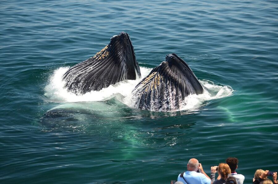 Boston: City Cruises Whale Watching Cruise - Price and Value: What $80 Buys on a Boston Whale Watch