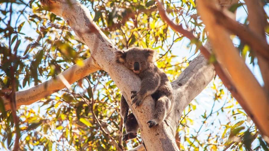 Brisbane to North Stradbroke Island Day: Wildlife & Beaches - From Brisbane to Stradbroke: how the day starts right