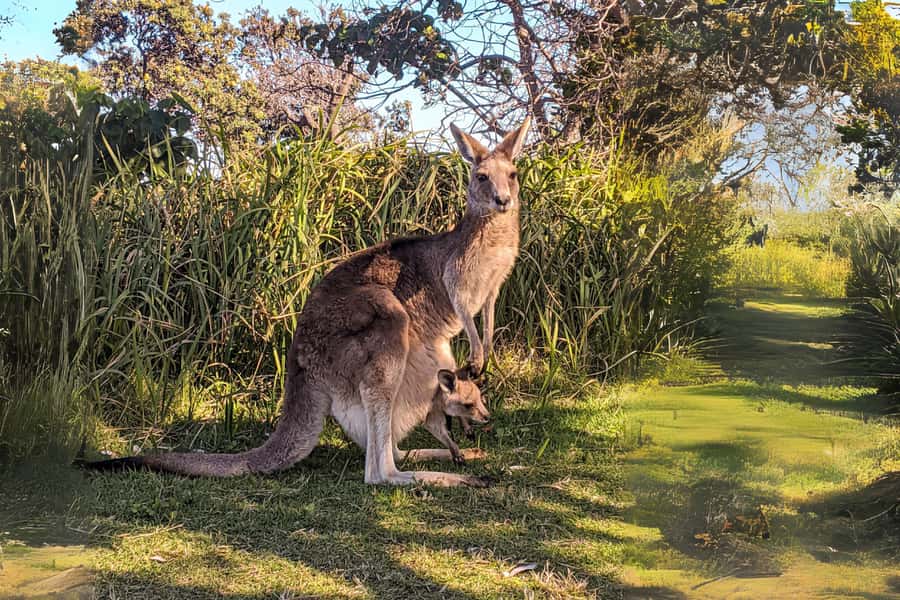 Brisbane to North Stradbroke Island Day: Wildlife & Beaches - Eco-certified wildlife viewing: why the format feels different
