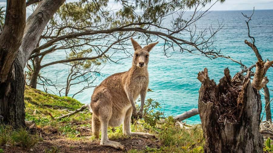 Brisbane to North Stradbroke Island Day: Wildlife & Beaches - Lunch, snacks, and the cooler that saves you