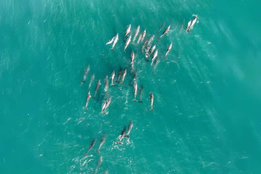 Brisbane to North Stradbroke Island Day: Wildlife & Beaches - Guides you might get, and what their style does for your day