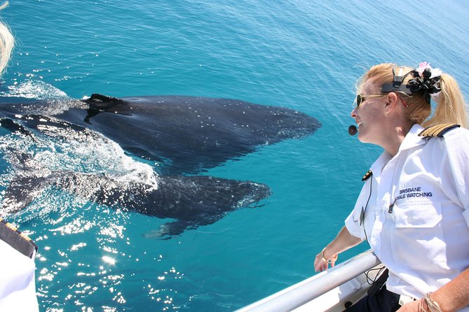 Brisbane Whale Watching Cruise from Redcliffe or Sunshine Coast - Key things I’d circle before you go