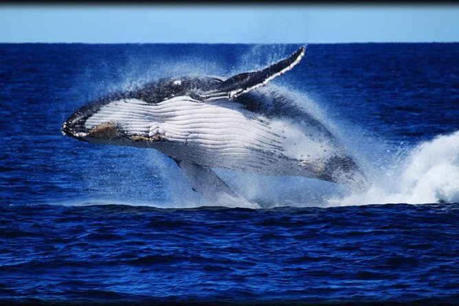 Brisbane Whale Watching Cruise from Redcliffe or Sunshine Coast - June to November Matters: When Moreton Bay Humpbacks Show Up