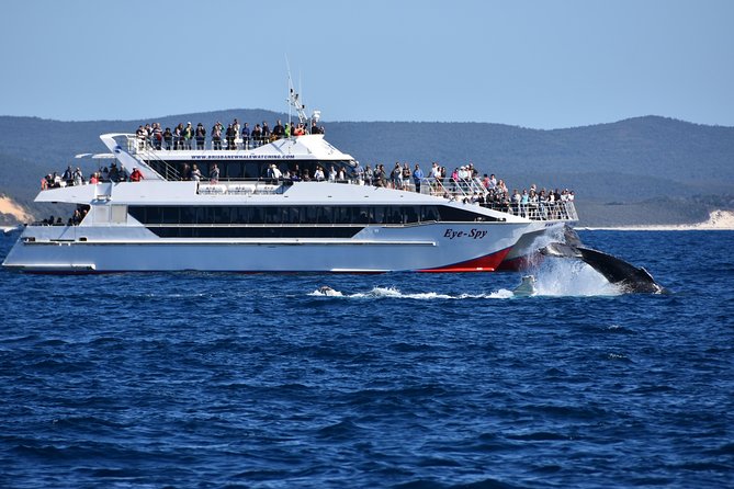 Brisbane Whale Watching Cruise from Redcliffe or Sunshine Coast - The Lunchbox at Sea: Food That Keeps the Day Easy