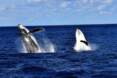 Brisbane Whale Watching Cruise from Redcliffe or Sunshine Coast - How the 5 Hours Unfold on the Water