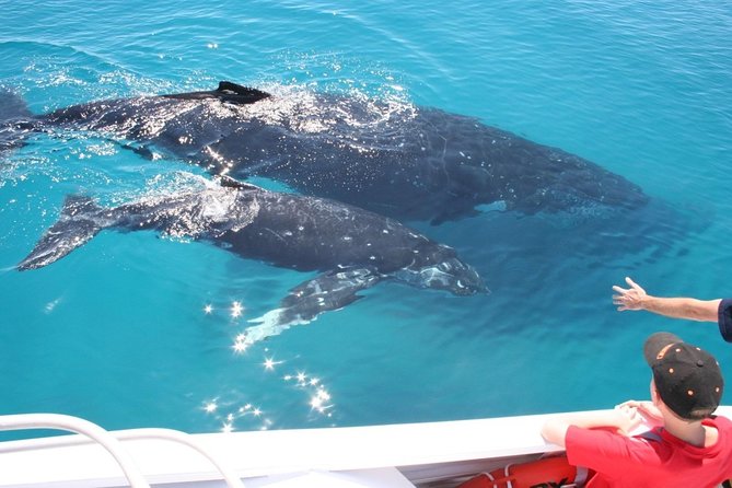 Brisbane Whale Watching Cruise from Redcliffe or Sunshine Coast - Guaranteed Whale Sightings: What the Crew Does With That Promise
