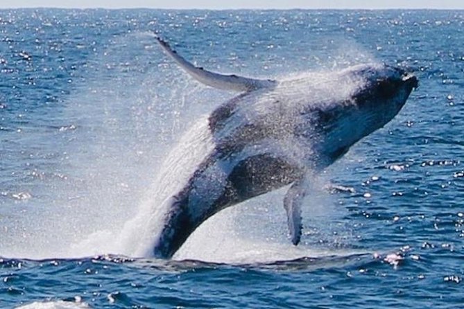 Brisbane Whale Watching Cruise from Redcliffe or Sunshine Coast - Premium or VIP Seating: Is It Worth the Upgrade?