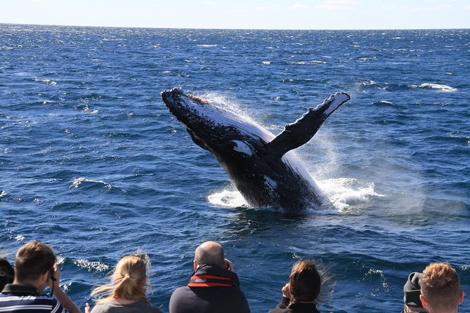 Brisbane Whale Watching Cruise from Redcliffe or Sunshine Coast - Price and Value: What $114.76 Buys You