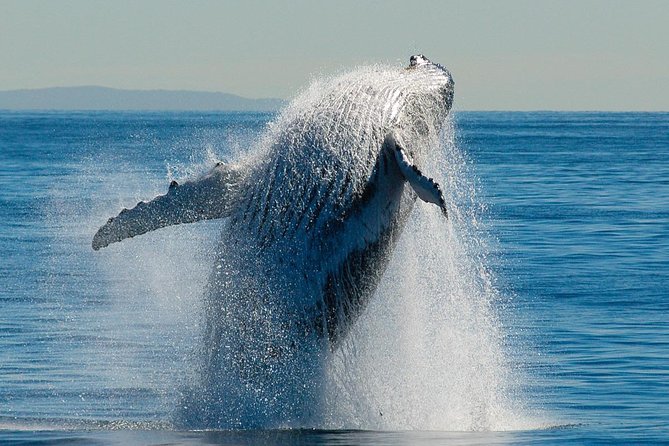 Brisbane Whale Watching Cruise from Redcliffe or Sunshine Coast - Who This Is Best For (and Who Should Rethink It)