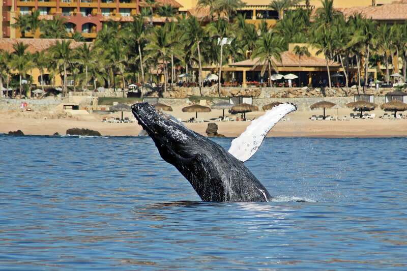 Cabo San Lucas: Whale Watching Experience on Catamaran - Key highlights worth your attention