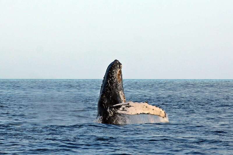 Cabo San Lucas: Whale Watching Experience on Catamaran - Sailing the Pacific off Los Cabos for Baja’s whale migration