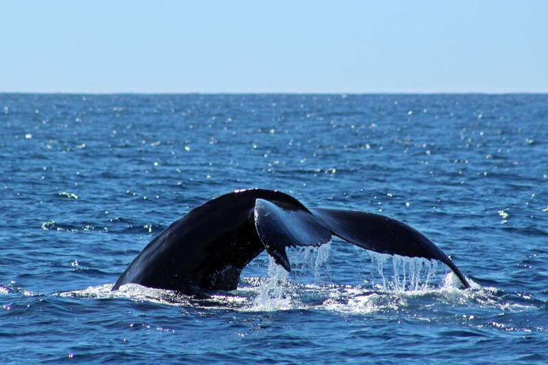 Cabo San Lucas: Whale Watching Experience on Catamaran - Whale time with hydrophones and crew spotting help