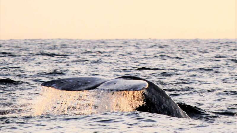 Cabo San Lucas: Whale Watching Experience on Catamaran - What to pack for 2 hours on the water (and better whale photos)