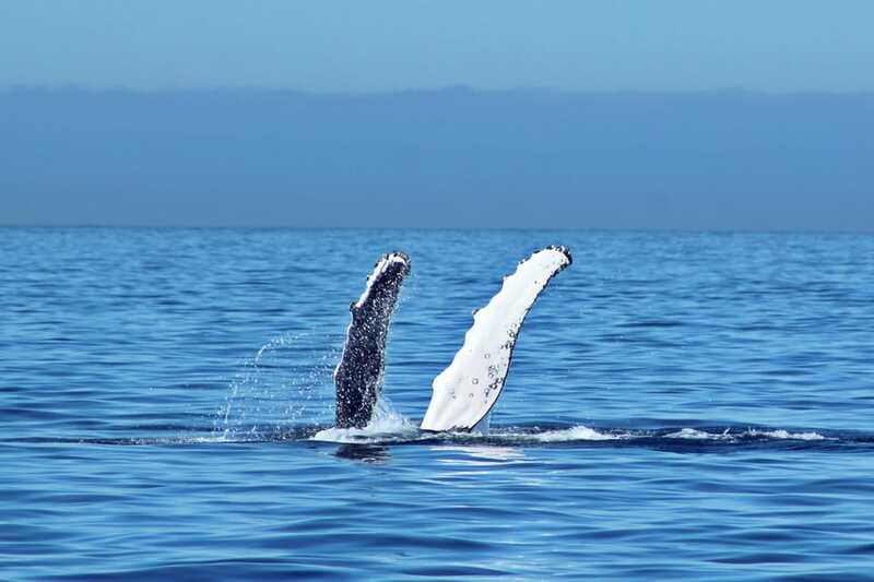 Cabo San Lucas: Whale Watching Experience on Catamaran - Price and value: is $101 worth a whale catamaran?