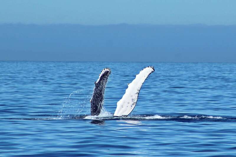 Cabo San Lucas: Whale Watching Experience on Catamaran - Onboard setup: catamaran ride, open national bar, and the food