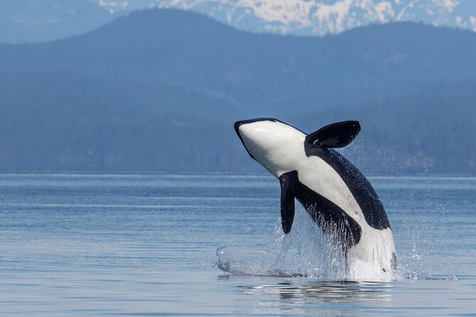 Campbell River, BC: 4 Hour Wildlife Tour Featuring Whale Watching - From 1003d Island Hwy: Meeting Point and How the Day Flows