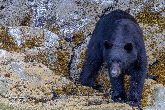 Campbell River, BC: 4 Hour Wildlife Tour Featuring Whale Watching - Wildlife You Can Expect Off Campbell River (And Why It’s a Good Mix)