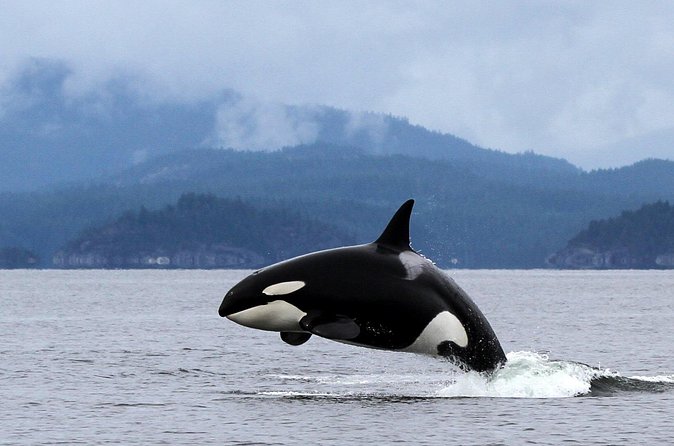 Campbell River, BC: 4 Hour Wildlife Tour Featuring Whale Watching - Booking and Timing: How to Plan for Best Chances
