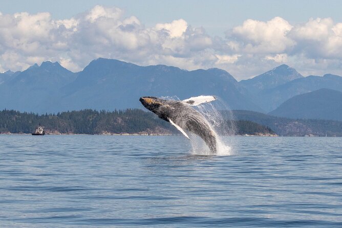 Campbell River, BC: 4 Hour Wildlife Tour Featuring Whale Watching - Price Reality: Is $191.40 Worth It?