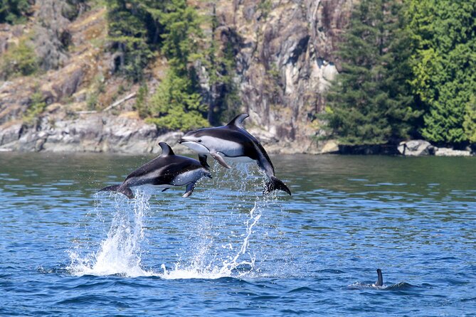 Campbell River, BC: 4 Hour Wildlife Tour Featuring Whale Watching - What Can Go Wrong (So You Don’t Feel Surprised)