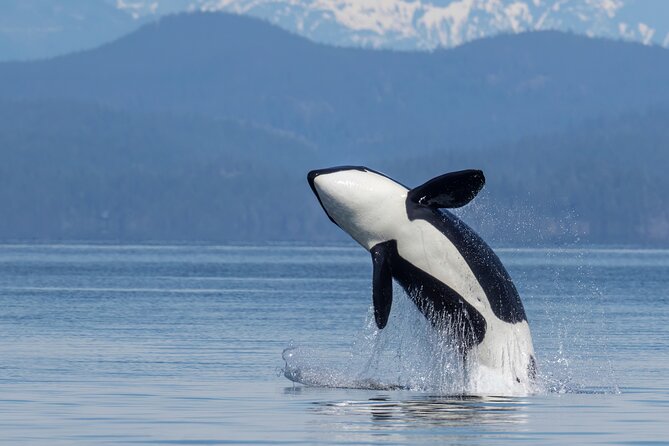 Campbell River, BC: 6 Hour Whale Watching Tour w/ Lunch Included - Quick hits before you book
