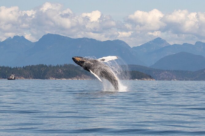 Campbell River, BC: 6 Hour Whale Watching Tour w/ Lunch Included - Campbell River whale watching: why this part of Vancouver Island works