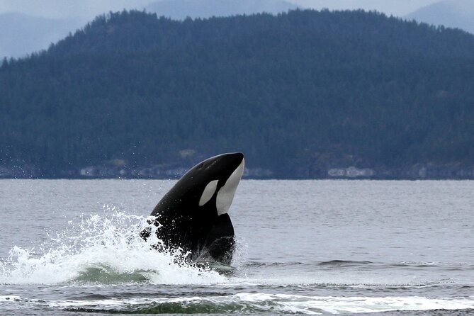 Campbell River, BC: 6 Hour Whale Watching Tour w/ Lunch Included - Wildlife viewing rules: why this tour is serious about distance