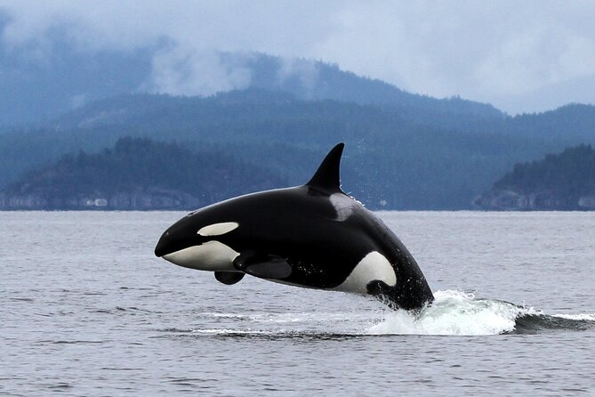 Campbell River, BC: 6 Hour Whale Watching Tour w/ Lunch Included - Price and value: is $234.19 worth it?