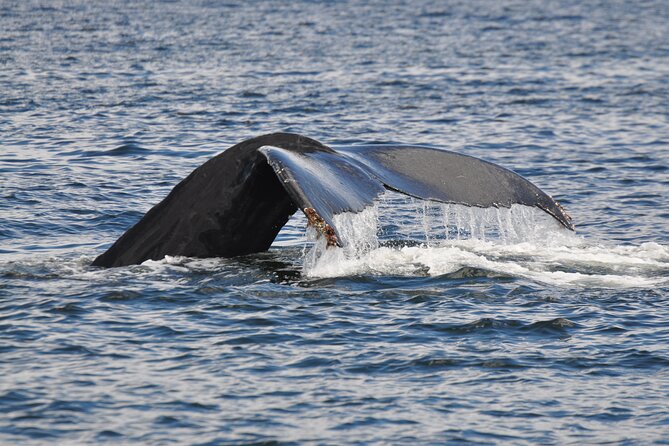 Campbell River: Kayaking and Whale Watching Tour - Discovery Islands kayaking: the calm part you’ll remember